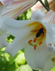 Lilium candidum