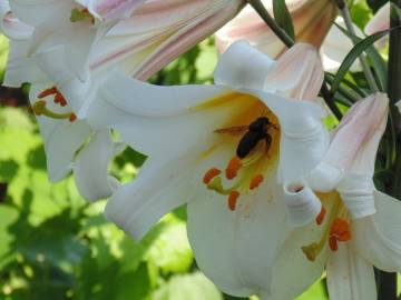 Fotografia da espécie Lilium candidum