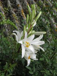 Fotografia da espécie Lilium candidum