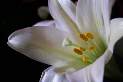 Fotografia da espécie Lilium candidum