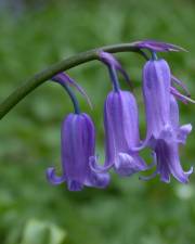 Fotografia da espécie Hyacinthoides non-scripta