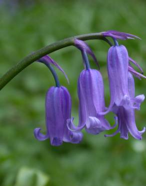 Fotografia 1 da espécie Hyacinthoides non-scripta no Jardim Botânico UTAD