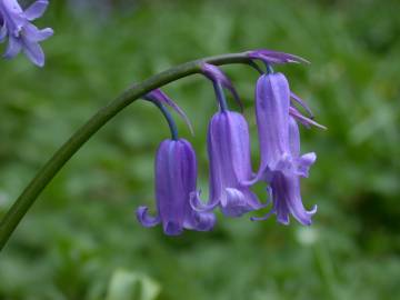 Fotografia da espécie Hyacinthoides non-scripta