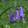 Fotografia 1 da espécie Hyacinthoides non-scripta do Jardim Botânico UTAD