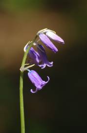 Fotografia da espécie Hyacinthoides non-scripta