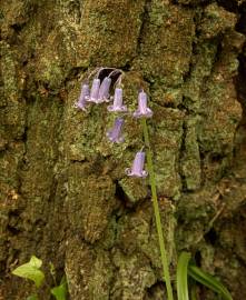 Fotografia da espécie Hyacinthoides non-scripta