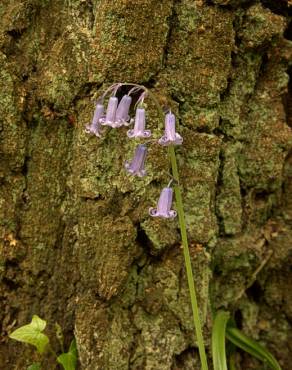 Fotografia 3 da espécie Hyacinthoides non-scripta no Jardim Botânico UTAD