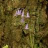 Fotografia 3 da espécie Hyacinthoides non-scripta do Jardim Botânico UTAD