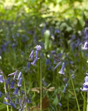 Fotografia 4 da espécie Hyacinthoides non-scripta no Jardim Botânico UTAD