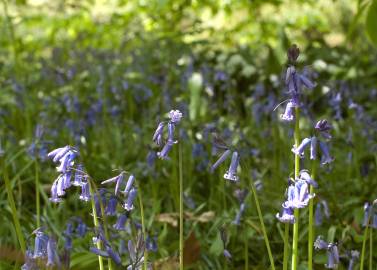 Fotografia da espécie Hyacinthoides non-scripta