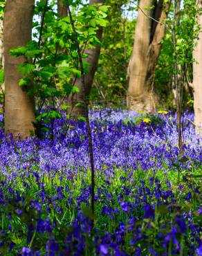 Fotografia 5 da espécie Hyacinthoides non-scripta no Jardim Botânico UTAD