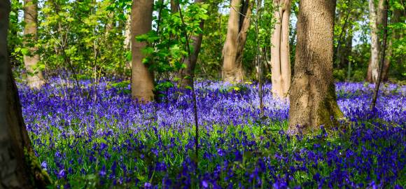 Fotografia da espécie Hyacinthoides non-scripta