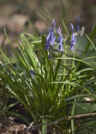 Fotografia da espécie Hyacinthoides non-scripta