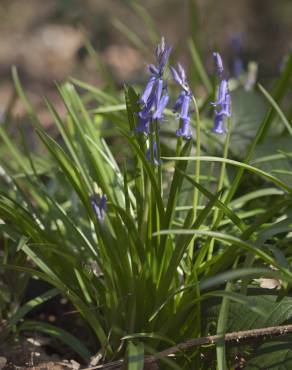 Fotografia 6 da espécie Hyacinthoides non-scripta no Jardim Botânico UTAD