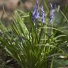 Fotografia 6 da espécie Hyacinthoides non-scripta do Jardim Botânico UTAD