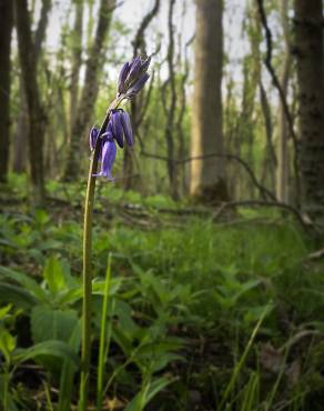 Fotografia 7 da espécie Hyacinthoides non-scripta no Jardim Botânico UTAD