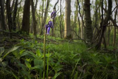 Fotografia da espécie Hyacinthoides non-scripta