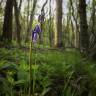 Fotografia 7 da espécie Hyacinthoides non-scripta do Jardim Botânico UTAD