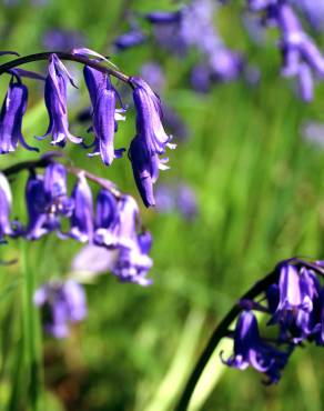 Fotografia 8 da espécie Hyacinthoides non-scripta no Jardim Botânico UTAD