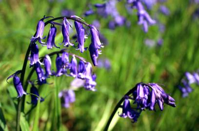 Fotografia da espécie Hyacinthoides non-scripta