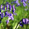 Fotografia 8 da espécie Hyacinthoides non-scripta do Jardim Botânico UTAD