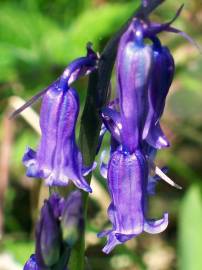 Fotografia da espécie Hyacinthoides non-scripta