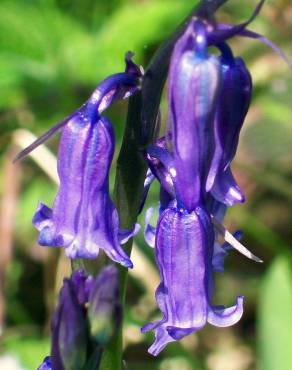 Fotografia 9 da espécie Hyacinthoides non-scripta no Jardim Botânico UTAD