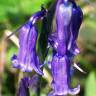 Fotografia 9 da espécie Hyacinthoides non-scripta do Jardim Botânico UTAD