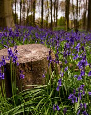 Fotografia 10 da espécie Hyacinthoides non-scripta no Jardim Botânico UTAD