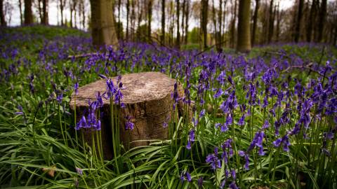 Fotografia da espécie Hyacinthoides non-scripta