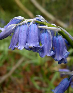 Fotografia 11 da espécie Hyacinthoides non-scripta no Jardim Botânico UTAD