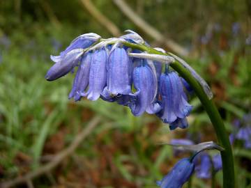 Fotografia da espécie Hyacinthoides non-scripta