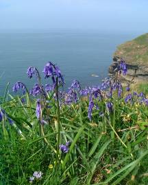 Fotografia da espécie Hyacinthoides non-scripta