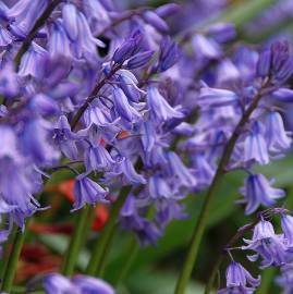 Fotografia da espécie Hyacinthoides non-scripta