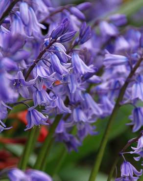 Fotografia 13 da espécie Hyacinthoides non-scripta no Jardim Botânico UTAD