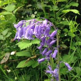 Fotografia da espécie Hyacinthoides non-scripta
