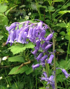 Fotografia 14 da espécie Hyacinthoides non-scripta no Jardim Botânico UTAD