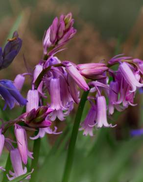 Fotografia 15 da espécie Hyacinthoides non-scripta no Jardim Botânico UTAD