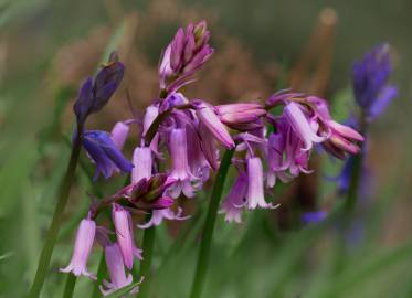 Fotografia da espécie Hyacinthoides non-scripta