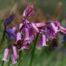 Fotografia 15 da espécie Hyacinthoides non-scripta do Jardim Botânico UTAD