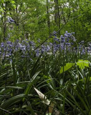 Fotografia 16 da espécie Hyacinthoides non-scripta no Jardim Botânico UTAD