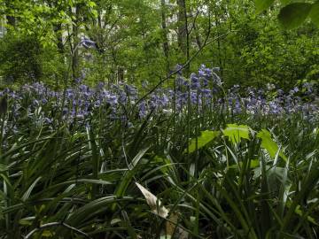 Fotografia da espécie Hyacinthoides non-scripta