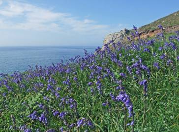 Fotografia da espécie Hyacinthoides non-scripta