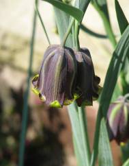 Fritillaria pyrenaica