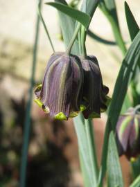 Fotografia da espécie Fritillaria pyrenaica