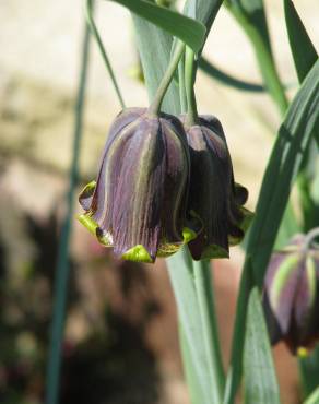 Fotografia 1 da espécie Fritillaria pyrenaica no Jardim Botânico UTAD