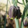 Fotografia 1 da espécie Fritillaria pyrenaica do Jardim Botânico UTAD