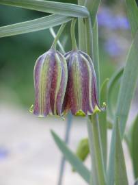 Fotografia da espécie Fritillaria pyrenaica