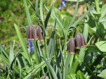 Fotografia da espécie Fritillaria pyrenaica