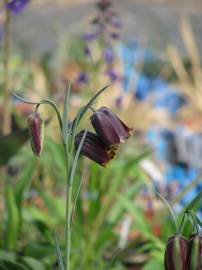 Fotografia da espécie Fritillaria pyrenaica